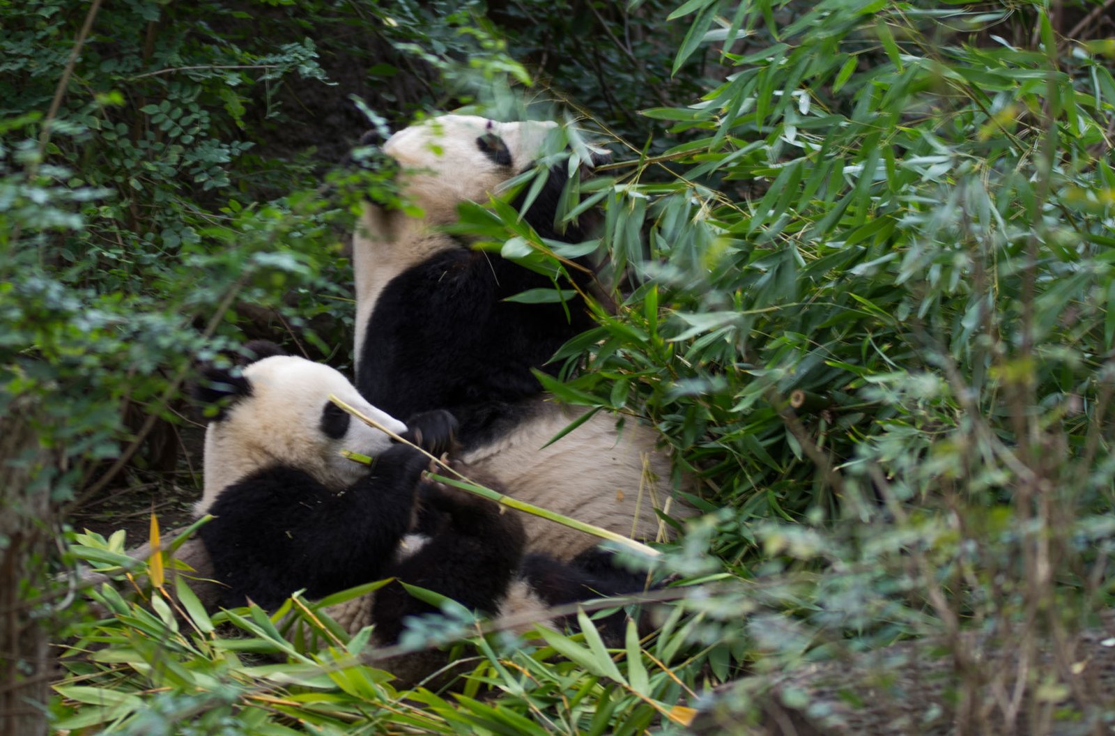 San Diego Zoo Part I 188